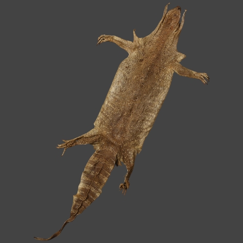 209 - Taxidermy - a Monitor Lizard Skin. An unusual preserved monitor lizard skin, large and almost comple... 