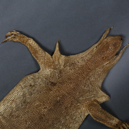 209 - Taxidermy - a Monitor Lizard Skin. An unusual preserved monitor lizard skin, large and almost comple... 