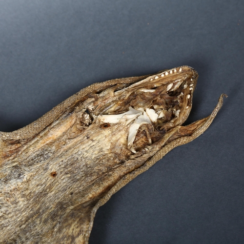 209 - Taxidermy - a Monitor Lizard Skin. An unusual preserved monitor lizard skin, large and almost comple... 