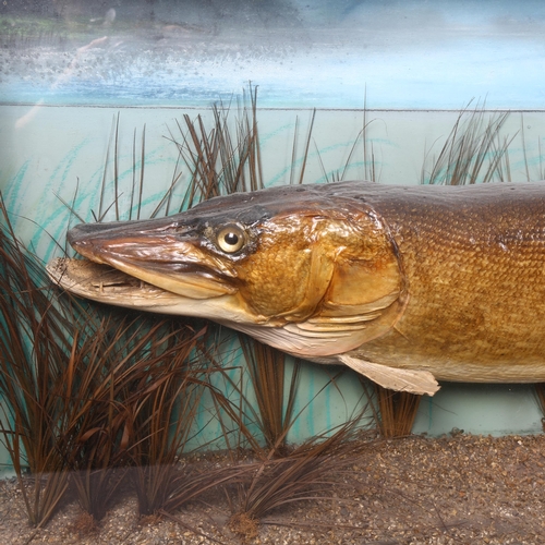 213 - Taxidermy - a large Victorian cased female Pike in naturalistic reed bed setting, no associated labe... 