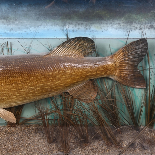 213 - Taxidermy - a large Victorian cased female Pike in naturalistic reed bed setting, no associated labe... 