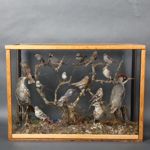 214 - Taxidermy - a large cased diorama of woodland and garden birds, including a Robin, a Green Woodpecke... 