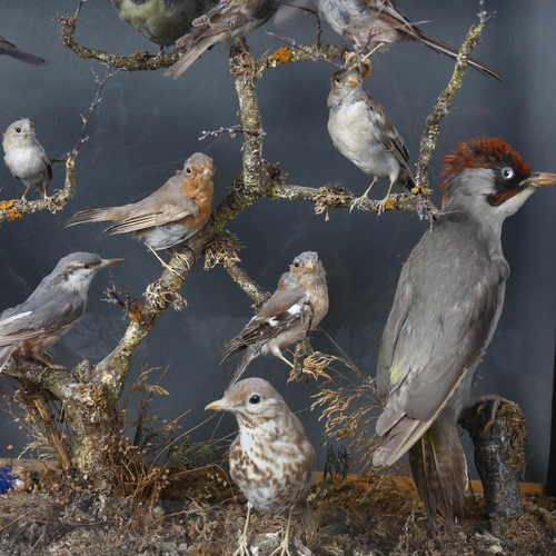 214 - Taxidermy - a large cased diorama of woodland and garden birds, including a Robin, a Green Woodpecke... 