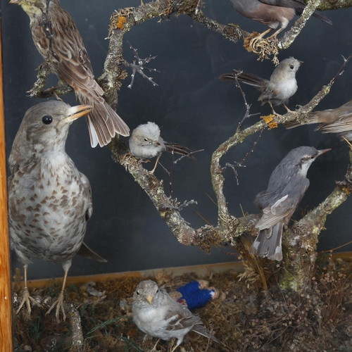 214 - Taxidermy - a large cased diorama of woodland and garden birds, including a Robin, a Green Woodpecke... 