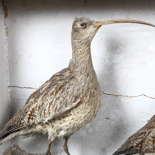 215 - Taxidermy - a pair of Curlew wading birds in naturalistic display, housed in a Victorian case, no id... 