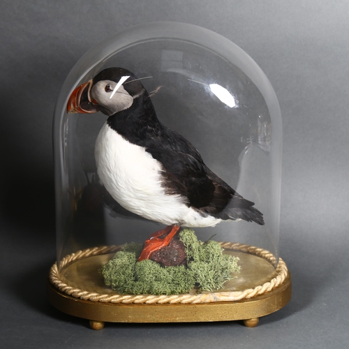 216 - Taxidermy - an Atlantic Puffin (Fratercula arctica) in glass dome. A high quality full mount adult s... 