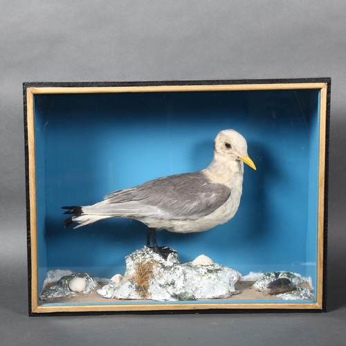 218 - Taxidermy - a Black-legged Kittywake (Rissa tridactyla), in a naturalistic display and housed in a w... 