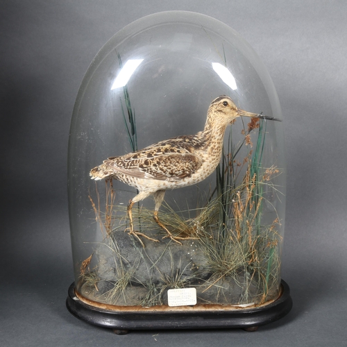 219 - Taxidermy - a Victorian study of a Snipe, in a naturalistic setting housed in a domed glass display,... 