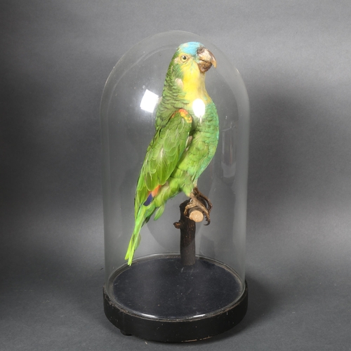 220 - Taxidermy - a Blue-fronted Amazon Parrot (Amazona aestiva), on perch and housed in a modern associat... 