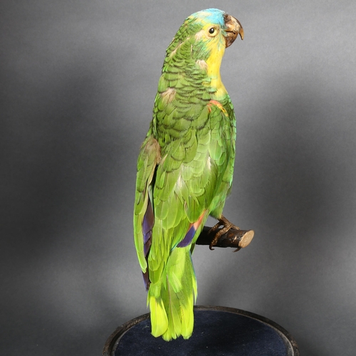 220 - Taxidermy - a Blue-fronted Amazon Parrot (Amazona aestiva), on perch and housed in a modern associat... 