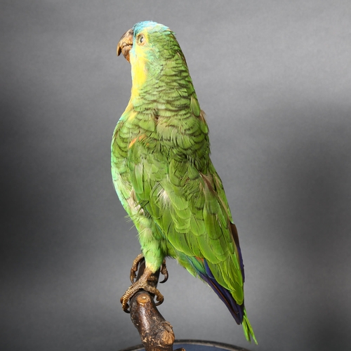 220 - Taxidermy - a Blue-fronted Amazon Parrot (Amazona aestiva), on perch and housed in a modern associat... 