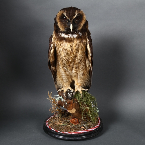 221 - Taxidermy - an Asian Brown Wood Owl (Strix leptogrammica), on wooden stump with dried mosses and fun... 