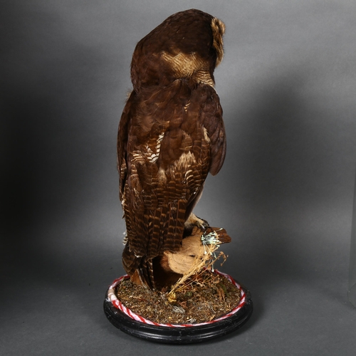 221 - Taxidermy - an Asian Brown Wood Owl (Strix leptogrammica), on wooden stump with dried mosses and fun... 