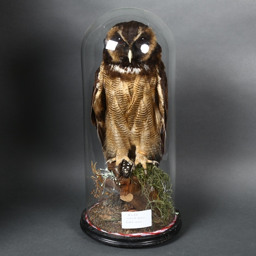 221 - Taxidermy - an Asian Brown Wood Owl (Strix leptogrammica), on wooden stump with dried mosses and fun... 