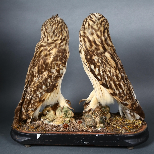 222 - Taxidermy - a Victorian study of a pair of Short-eared Owls (Asio flammeus), birds are facing each o... 