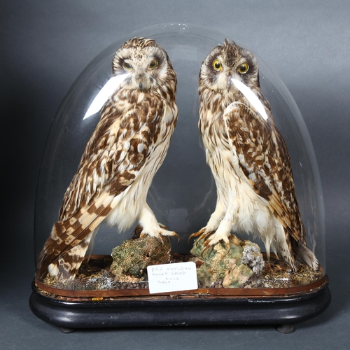 222 - Taxidermy - a Victorian study of a pair of Short-eared Owls (Asio flammeus), birds are facing each o... 