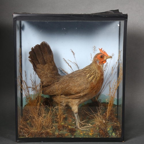 223 - Taxidermy - a study of a chicken, possibly an Old Oxford female, in a naturalistic setting and house... 