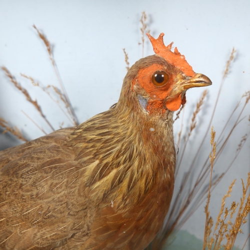 223 - Taxidermy - a study of a chicken, possibly an Old Oxford female, in a naturalistic setting and house... 