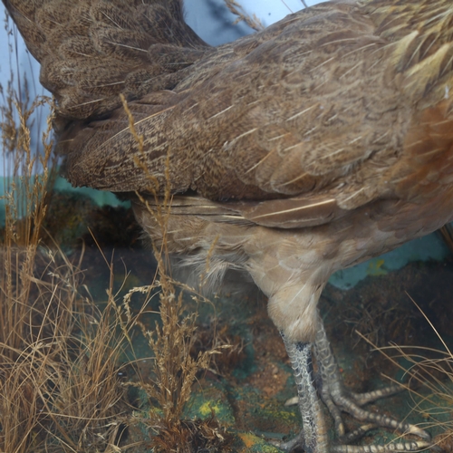 223 - Taxidermy - a study of a chicken, possibly an Old Oxford female, in a naturalistic setting and house... 