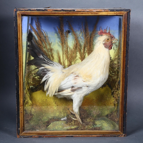 224 - Taxidermy - a Victorian study of a Rooster, in a naturalistic setting, housed in a glass panelled wo... 