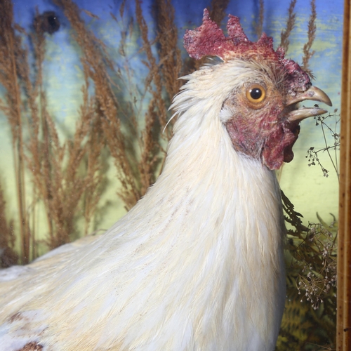 224 - Taxidermy - a Victorian study of a Rooster, in a naturalistic setting, housed in a glass panelled wo... 