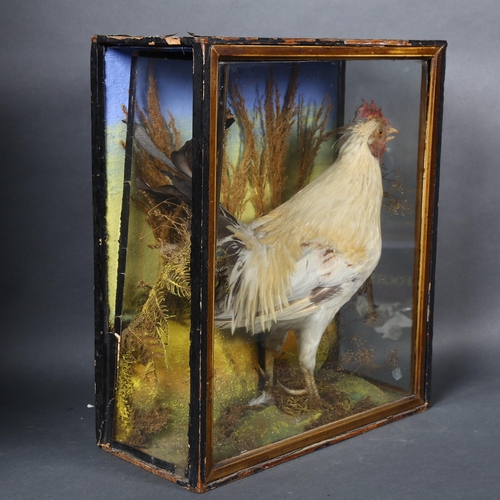 224 - Taxidermy - a Victorian study of a Rooster, in a naturalistic setting, housed in a glass panelled wo... 