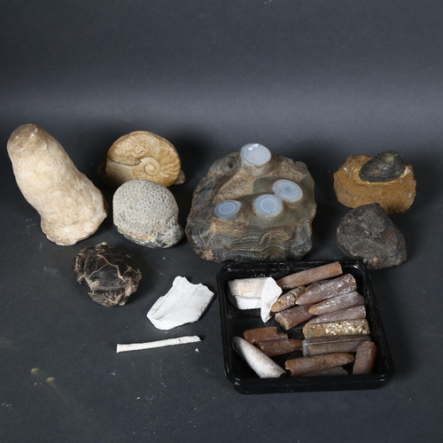 265 - A collection of fossils from the Jurassic and other periods including Brachiopods, Cardinia Bybrida,... 