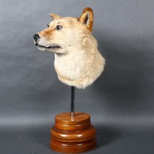 Taxidermy - an Akita Dog Head, a rare and unusual Akita dog head ...