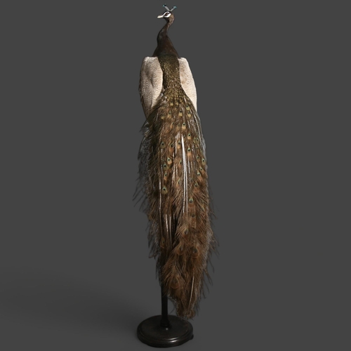 Taxidermy - a stunning Opal Peacock, male bird, full body mount, tail feathers closed, perched on an ebonised torcher stand, forward facing, head slightly to the left, height 197cm