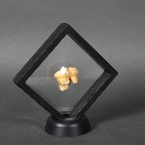 Fossils - an Extinct Cave Bear Tooth. A specimen molar tooth from the ...