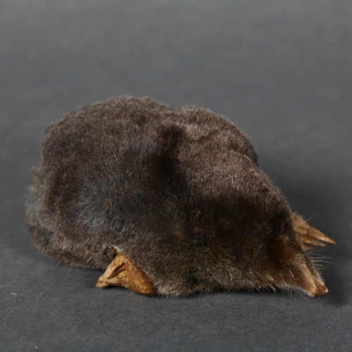 328 - Taxidermy - a Mole Magnet. A half mount taxidermy mole, with head and front paws, mounted with a str... 