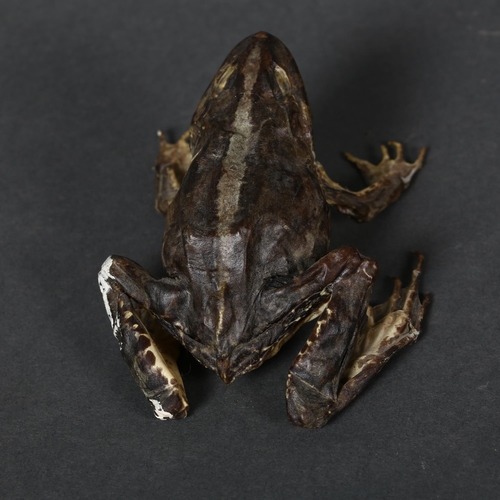 330 - Taxidermy - a Marsh Frog, freestanding full mount preserved Marsh frog