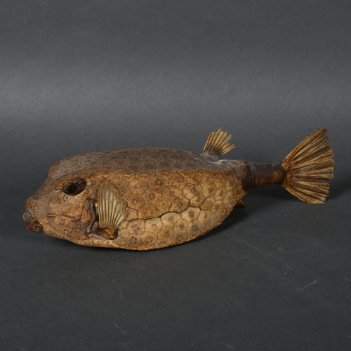 334 - Taxidermy - a Honeycomb Cow Fish, (Acanthostracion polygonius), full mount, length 26cm