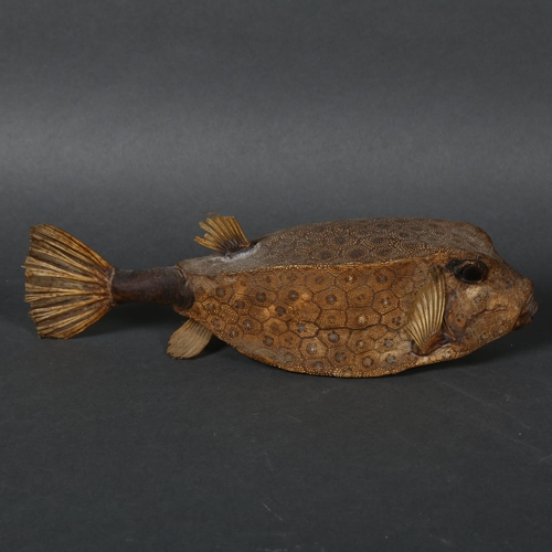 334 - Taxidermy - a Honeycomb Cow Fish, (Acanthostracion polygonius), full mount, length 26cm