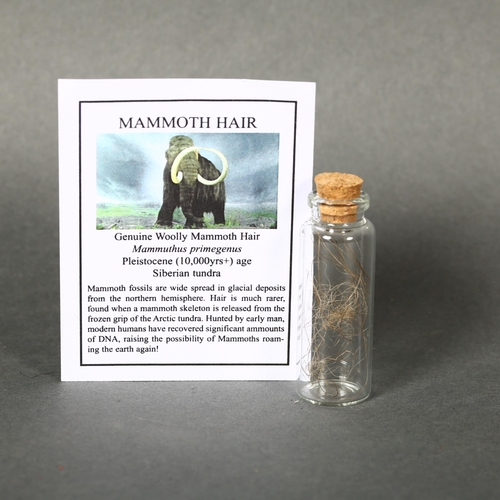 340 - Curiosities - a Jar of Extinct Woolly Mammoth Hair, hair obtained from a Mammuthus primegenus specim... 