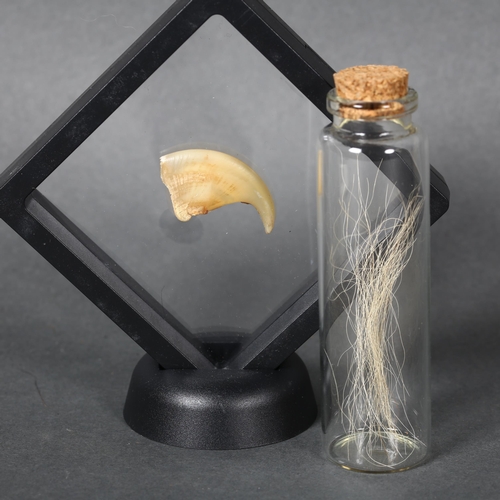 341 - Taxidermy - an African Lion Claw and jar of mane hair, the claw removed from damaged antique rug, su... 