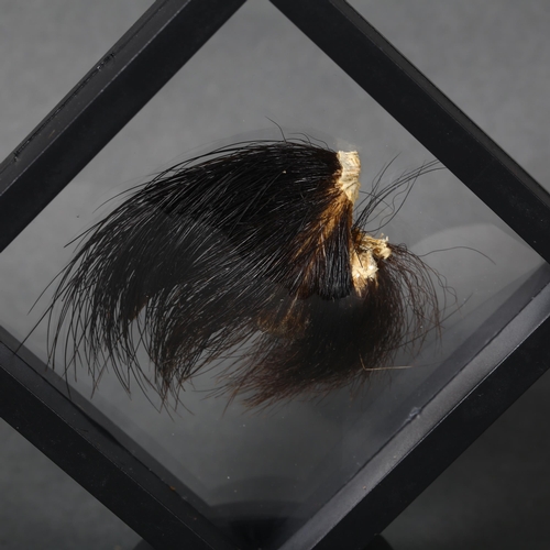 342 - Taxidermy - an American Black Bear Claw, with fur and partial toe pad still attached, suspended in a... 