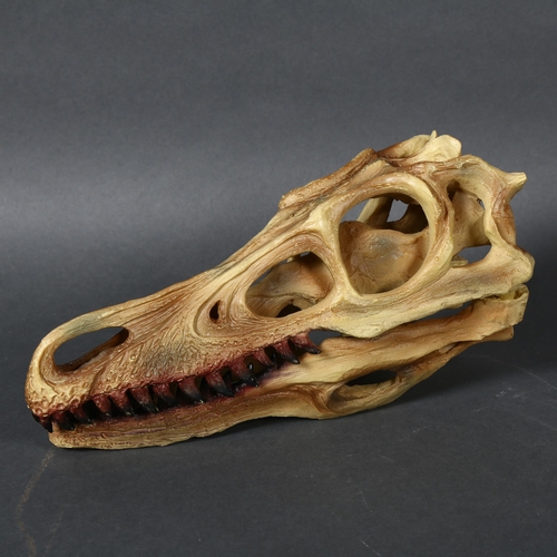 344 - Velociraptor Dinosaur Skull model cast in polyresin, hand painted, the lower jaw removable