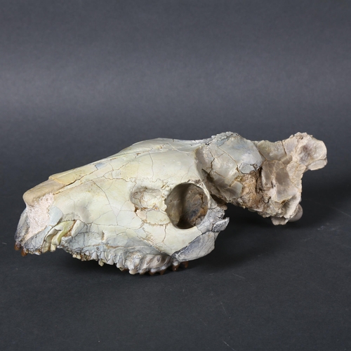 345 - An Extinct Oreodont Skull, Oligocene Age (~30 million years old), the cranium (upper skull) of an or... 