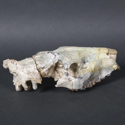 345 - An Extinct Oreodont Skull, Oligocene Age (~30 million years old), the cranium (upper skull) of an or... 