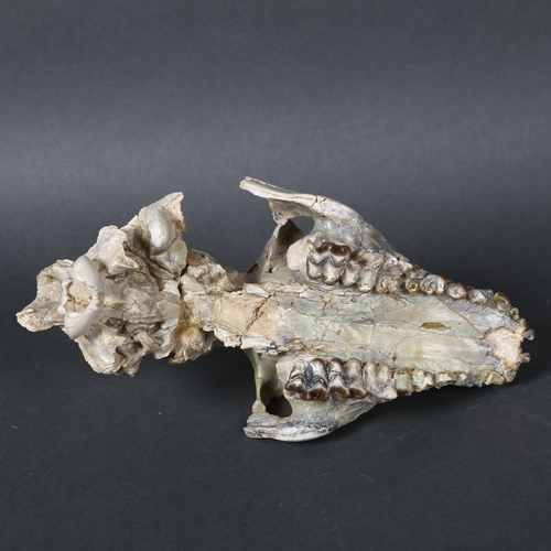 345 - An Extinct Oreodont Skull, Oligocene Age (~30 million years old), the cranium (upper skull) of an or... 