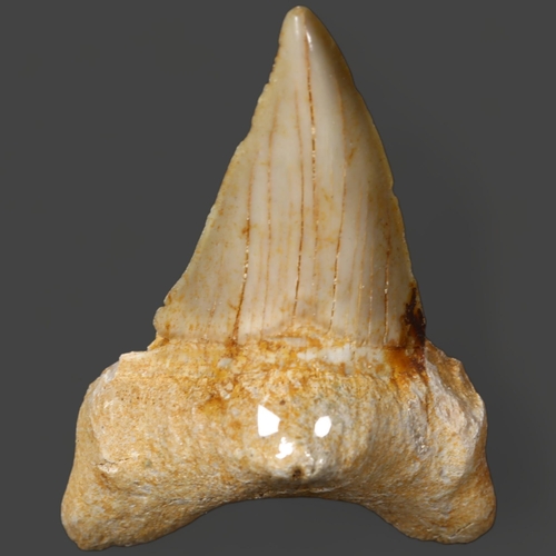 348 - Fossil: Otodus Shark tooth ~55 million years old. Otodus obliquus is an extinct species of giant mac... 