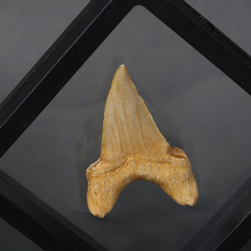 348 - Fossil: Otodus Shark tooth ~55 million years old. Otodus obliquus is an extinct species of giant mac... 