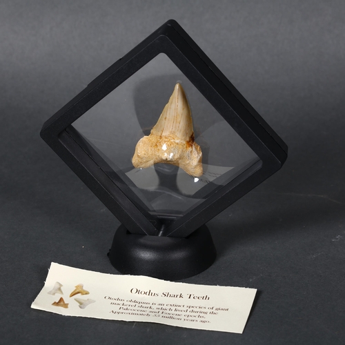 348 - Fossil: Otodus Shark tooth ~55 million years old. Otodus obliquus is an extinct species of giant mac... 