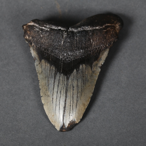 349 - Fossil: Large Extinct Megalodon Shark tooth, 5.2 inches long. The Megalodon (Otodus megalodon) meani... 