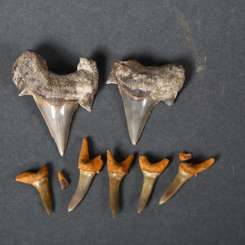 350 - Fossil - two similar Cretoxyrhina shark teeth, largest 5.5cm late Cretaceous period, and a selection... 