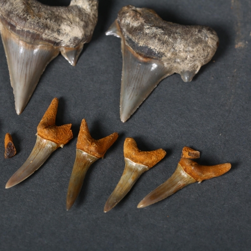 350 - Fossil - two similar Cretoxyrhina shark teeth, largest 5.5cm late Cretaceous period, and a selection... 