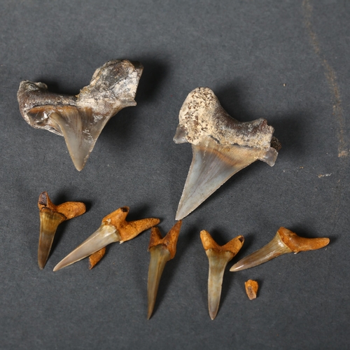 350 - Fossil - two similar Cretoxyrhina shark teeth, largest 5.5cm late Cretaceous period, and a selection... 