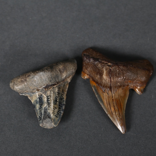 351 - Fossil - two similar fossilised shark's teeth, largest 7cm, smaller fossil found near the Isle of Sh... 