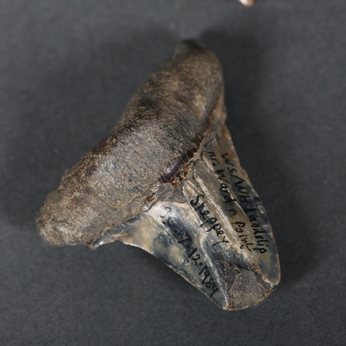 351 - Fossil - two similar fossilised shark's teeth, largest 7cm, smaller fossil found near the Isle of Sh... 